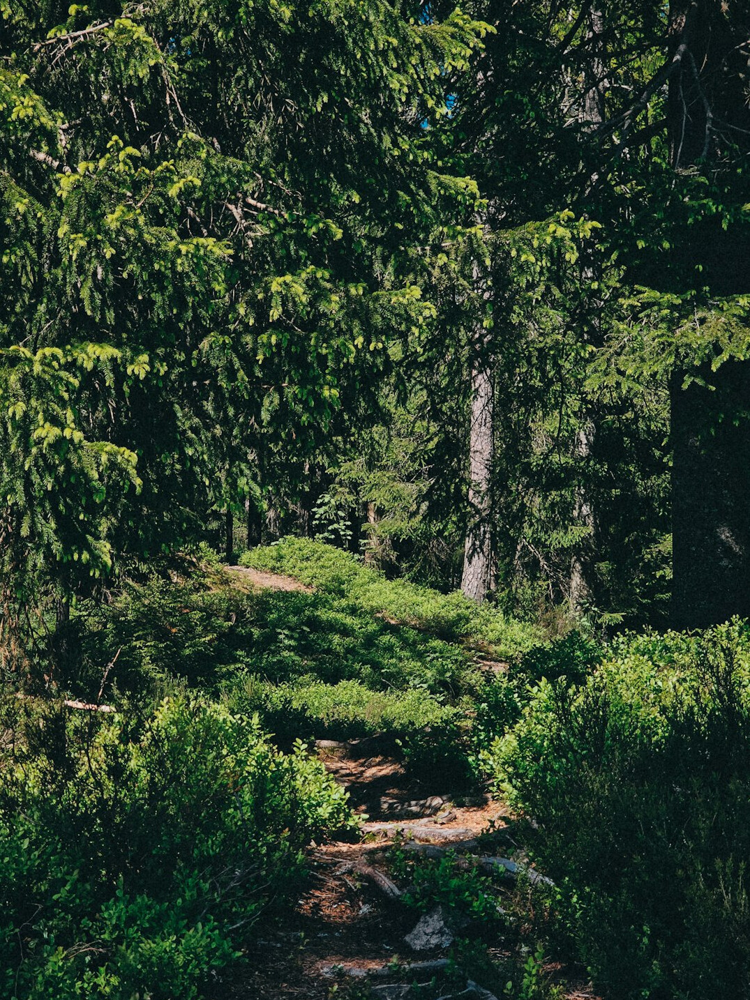 dark forest path